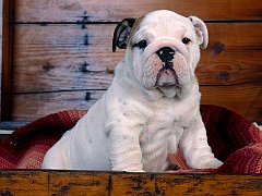 A Coy Home, Bulldog